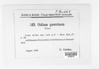 Oidium quercinum image